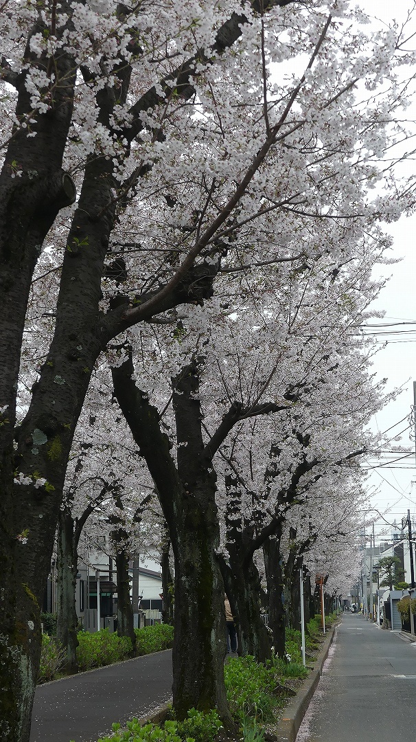 名残の桜_a0185081_14204084.jpg