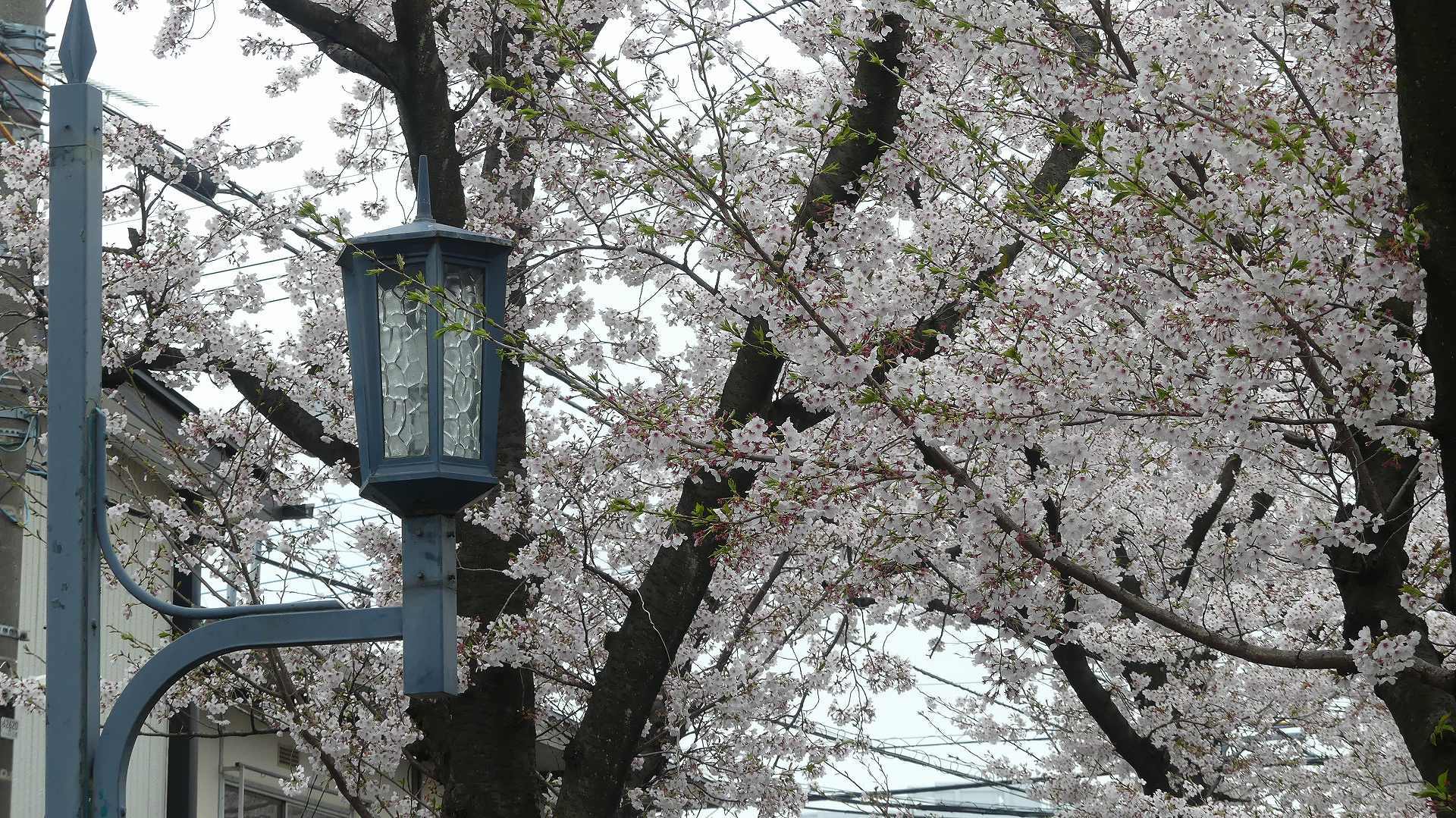 名残の桜_a0185081_14205813.jpg