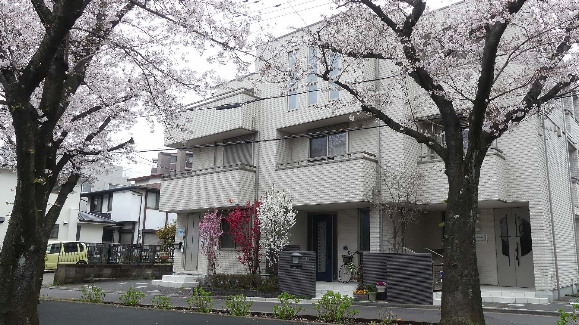 名残の桜_a0185081_14211513.jpg