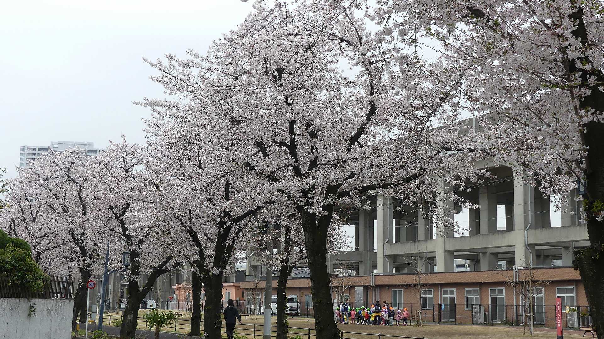 名残の桜_a0185081_14215159.jpg