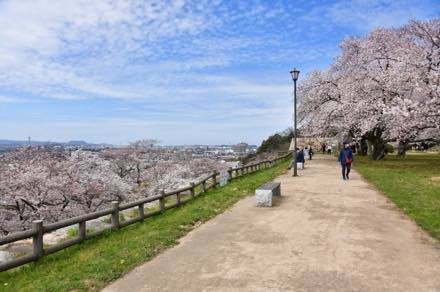 撮影のため鳥取市内仁風閣へ.....桜は満開に近い......._b0194185_20262349.jpg