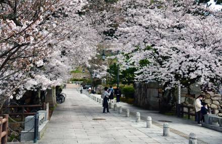 撮影のため鳥取市内仁風閣へ.....桜は満開に近い......._b0194185_20263132.jpg