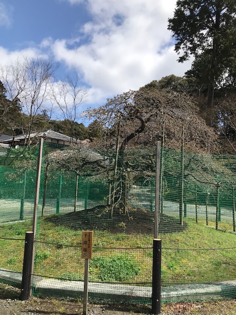 大原野神社_f0204295_13254091.jpg