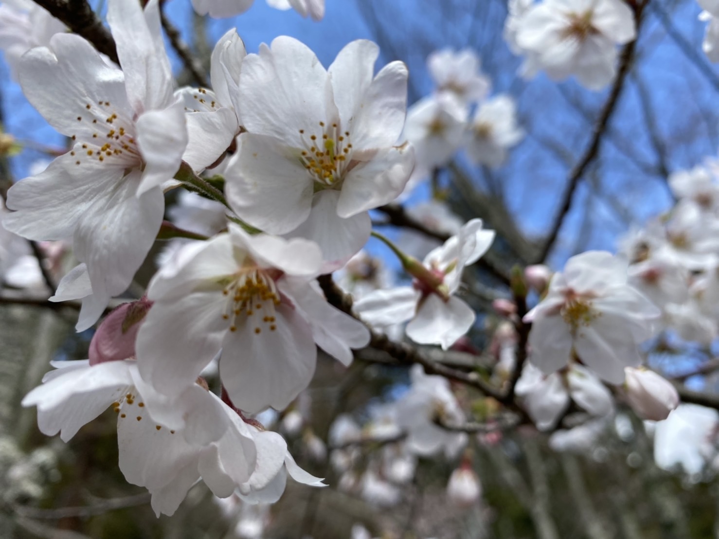 大原野神社_f0204295_13255466.jpg