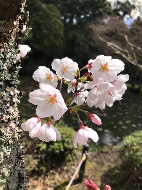 大原野神社_f0204295_13263751.jpg