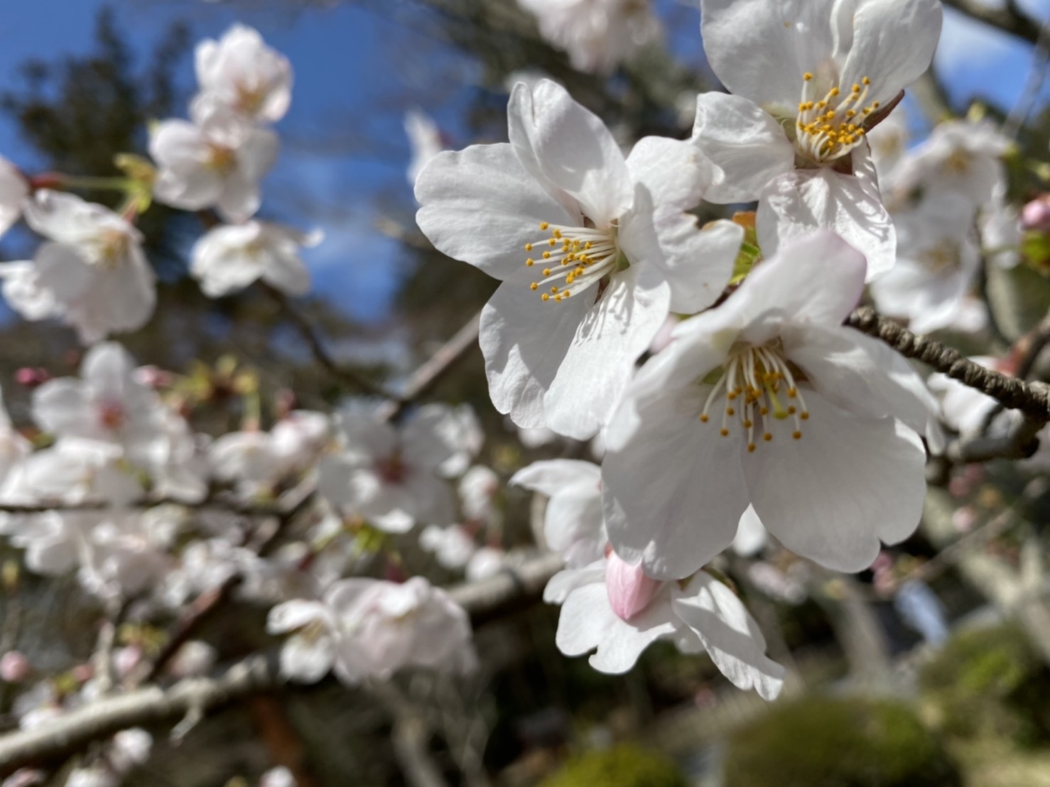大原野神社_f0204295_13271270.jpg