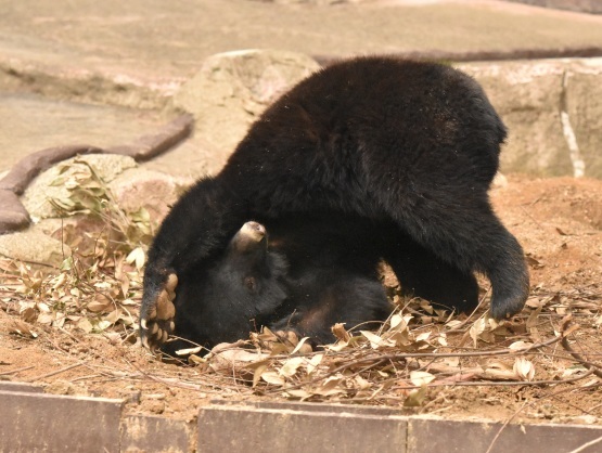 はまＺＯＯの熊たち_d0090801_20180856.jpg