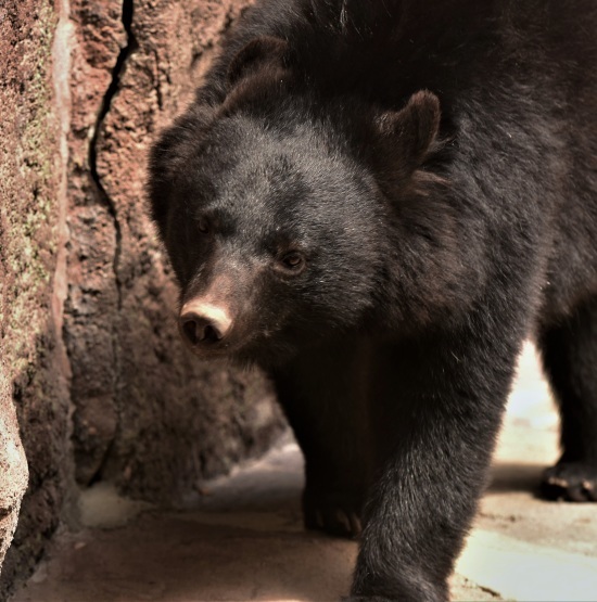 はまＺＯＯの熊たち_d0090801_20182286.jpg