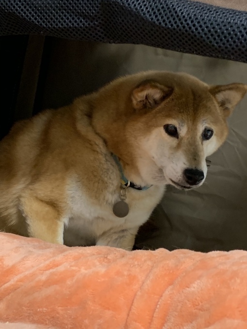 イカ耳ぽーさん たんぽぽ観察日記
