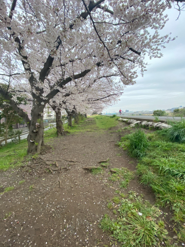 近所の桜が満開を迎えました。_d0386809_12220171.jpg