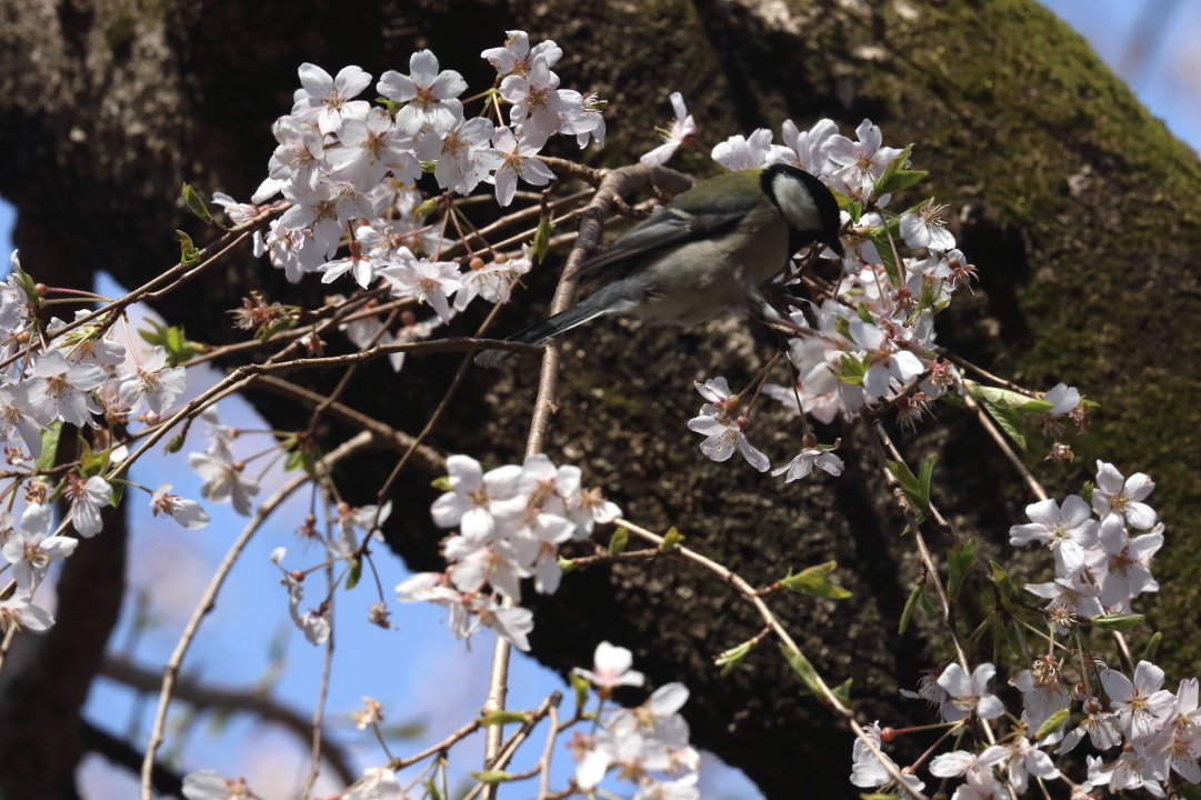 逆光に光る　- 2019年・東北本線 -_b0190710_21384882.jpg