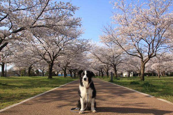 お花見散歩_d0224111_12401565.jpg