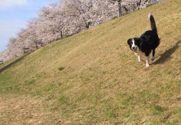 お花見散歩_d0224111_12434408.jpg