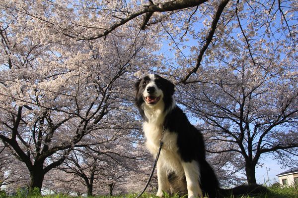お花見散歩_d0224111_12442334.jpg