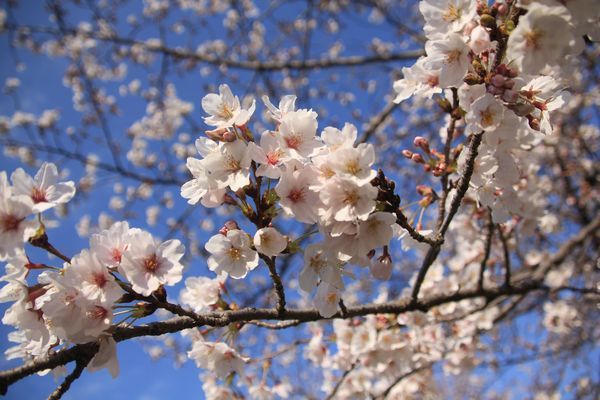 お花見散歩_d0224111_12462844.jpg