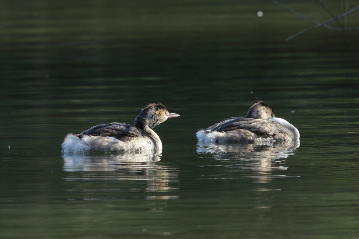 カンムリカイツブリ 近づかないで 気まぐれ野鳥写真 カンムリカイツブリ 近づかないで 気まぐれ野鳥写真