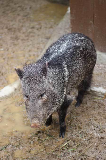 クビワペッカリー「ホクト」とアオダイショウの○○（埼玉県こども動物自然公園 April 2019）_b0355317_20522464.jpg