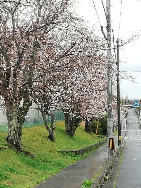 4月です！／雨の桜並木。_b0207631_12571940.jpg