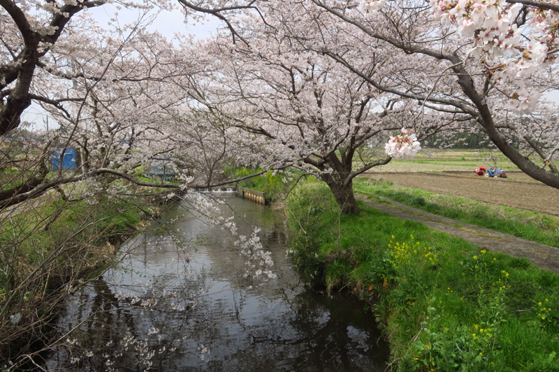 今井の桜2020_f0126932_20503695.jpg