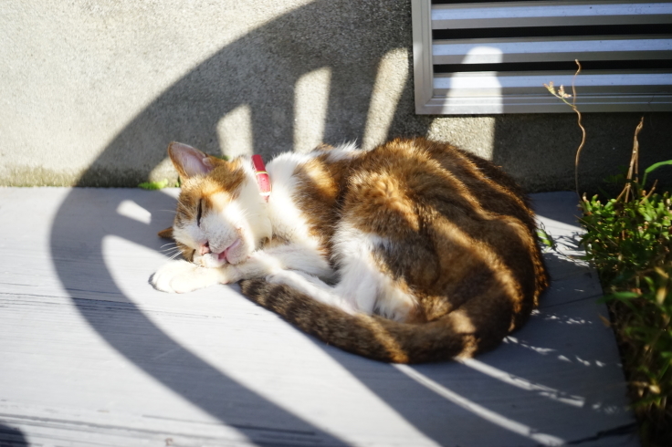 チコの状態空間モデル_b0060239_21072018.jpeg