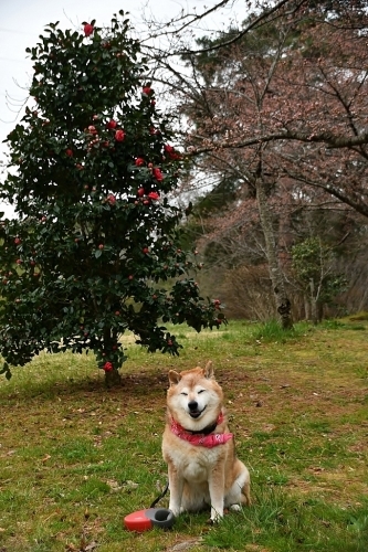 新年度スタート_b0314043_07305359.jpg