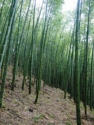 熊本産!幻の白い「長生たけのこ」4月3日(金)からの出荷に向け試し掘りを現地取材!今年も良い出来です!_a0254656_17433818.jpg
