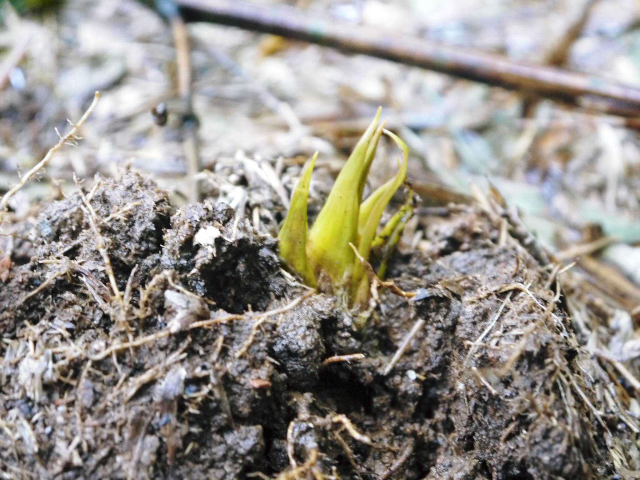 熊本産!幻の白い「長生たけのこ」4月3日(金)からの出荷に向け試し掘りを現地取材!今年も良い出来です!_a0254656_18181477.jpg
