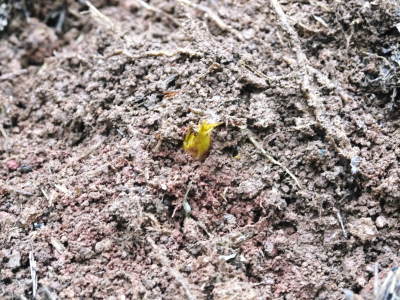 熊本産!幻の白い「長生たけのこ」4月3日(金)からの出荷に向け試し掘りを現地取材!今年も良い出来です!_a0254656_18274995.jpg