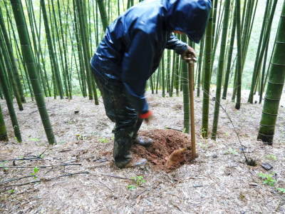 熊本産！幻の白い「長生たけのこ」4月3日(金)からの出荷に向け試し掘りを現地取材！今年も良い出来です！_a0254656_18320127.jpg