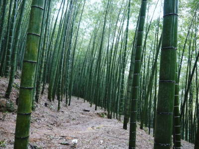 熊本産!幻の白い「長生たけのこ」4月3日(金)からの出荷に向け試し掘りを現地取材!今年も良い出来です!_a0254656_18414704.jpg