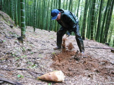 熊本産！幻の白い「長生たけのこ」4月3日(金)からの出荷に向け試し掘りを現地取材！今年も良い出来です！_a0254656_18450821.jpg