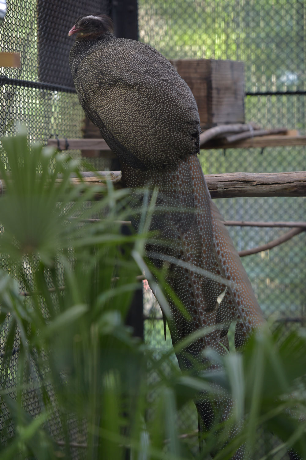 カンムリセイラン 動物園へ行こう