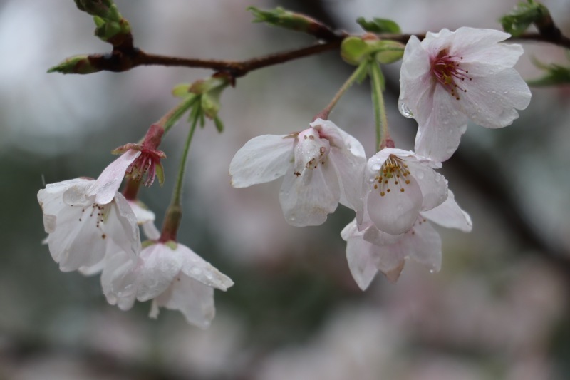 雨の山吹 。。。 ! !_a0248459_18520685.jpg