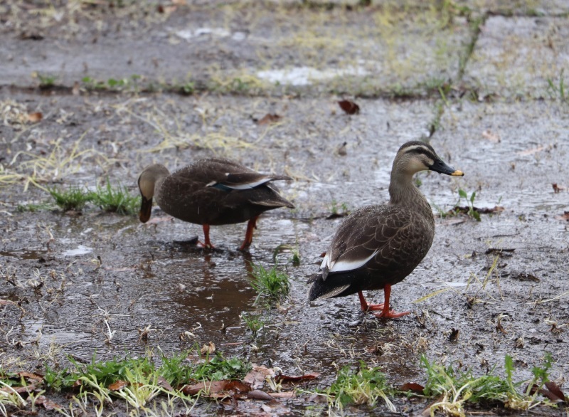 雨の山吹 。。。 ! !_a0248459_18553951.jpg