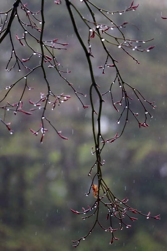 雨の山吹 。。。 ! !_a0248459_19243122.jpg