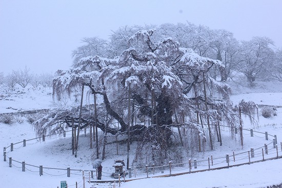 ３月の雪景色①（2020.3.29）_e0170863_22572777.jpg