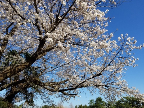お気に入りのお店に行けた3月。_d0137764_10135381.jpeg