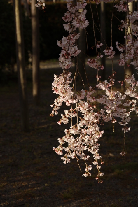 桜だより(14) 真光寺の桜① (2020/3/28撮影)_b0369971_11582222.jpg