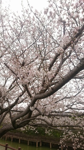 桜咲きました♪_c0202585_09320718.jpg
