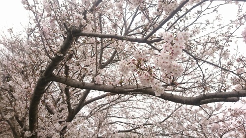 桜咲きました♪_c0202585_09321501.jpg