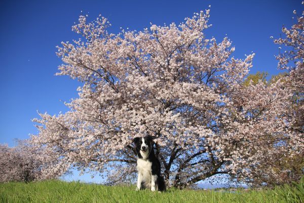 今日もお花見散歩_d0224111_10491546.jpg