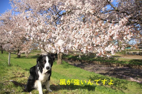 今日もお花見散歩_d0224111_10500590.jpg