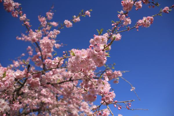今日もお花見散歩_d0224111_10542618.jpg