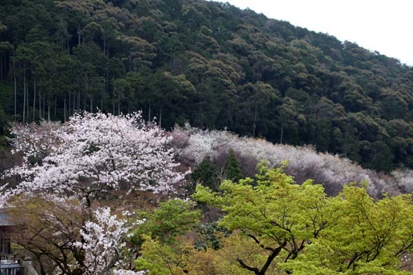 桜が盛り　清水寺_e0048413_18254465.jpg