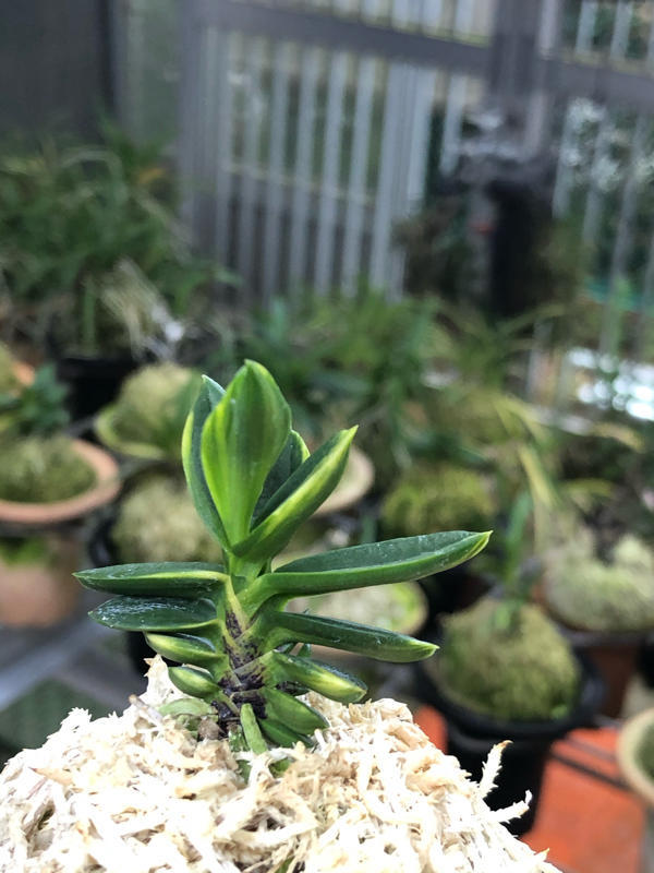 桃山香 : □ サムライ オーキッド □ 富貴蘭 セレクトショップ MAIL