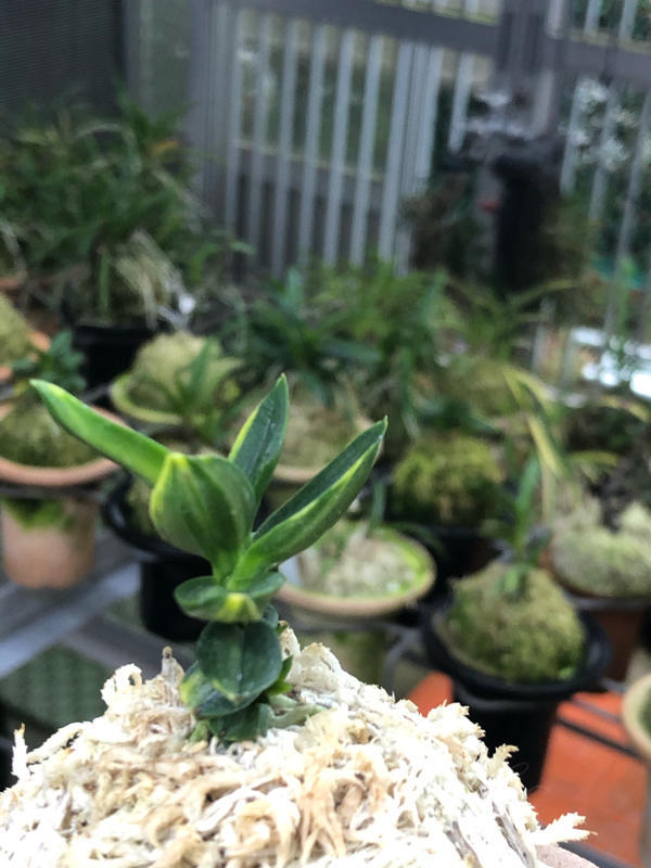 桃山香 : □ サムライ オーキッド □ 富貴蘭 セレクトショップ MAIL