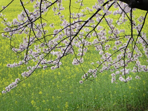 萬葉花集 箱（約98枚入） – 三州総本舗オンラインショップ