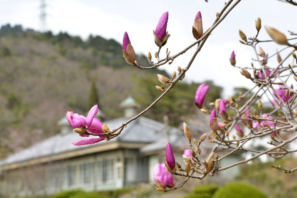 芝生広場 木蓮の花_e0373930_21445324.jpg