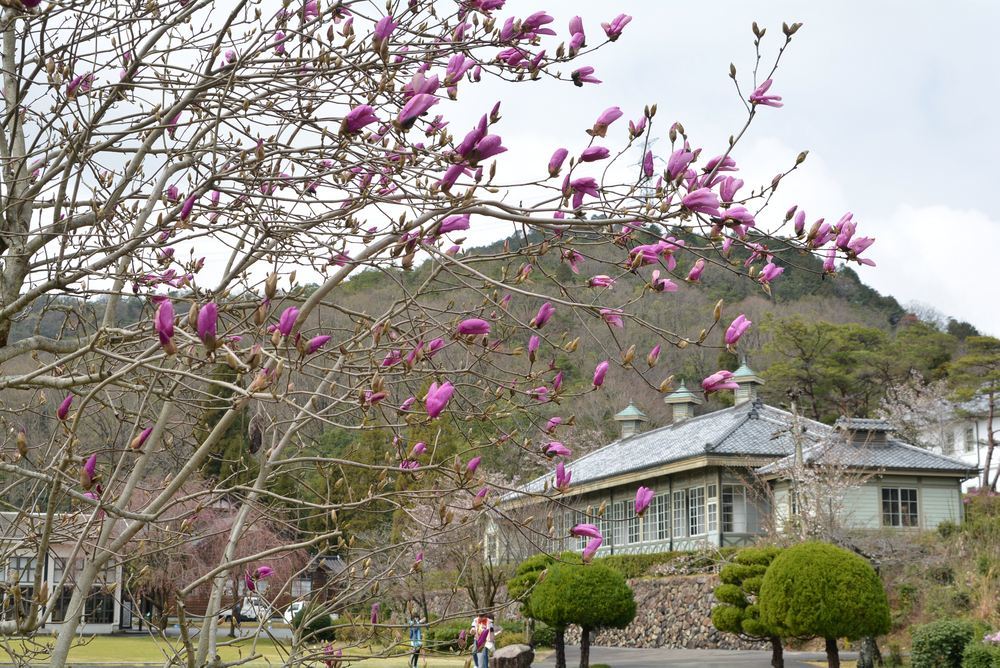 芝生広場 木蓮の花_e0373930_21445347.jpg