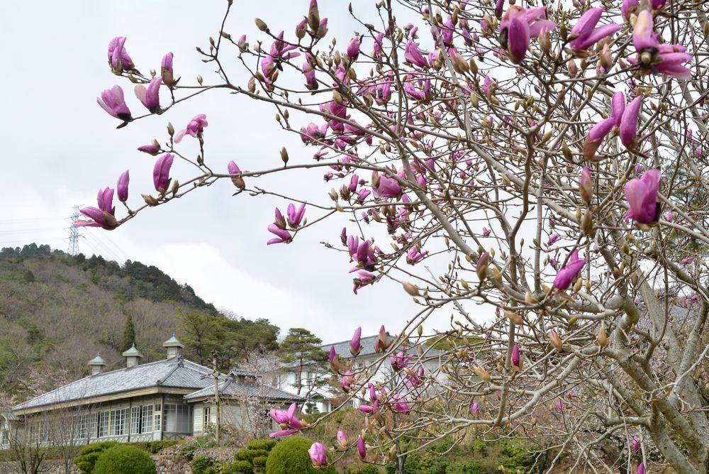 芝生広場 木蓮の花_e0373930_21445382.jpg